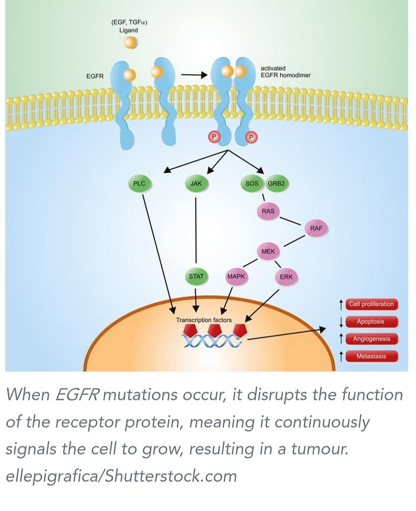 Understanding The EGFR Mutation Analysis Test Clinical Laboratory Guide